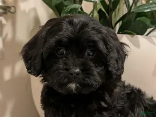 Cavapoo dogs for sale: Buddy - Ad 3