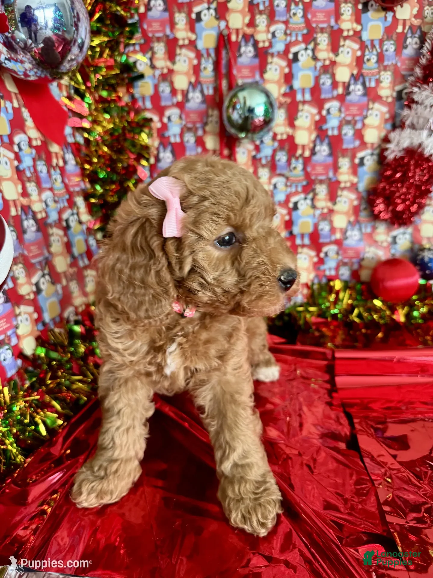Mini Goldendoodle dogs Saja - Ad 3