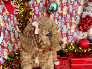 Mini Goldendoodle dogs Saja - Ad 17