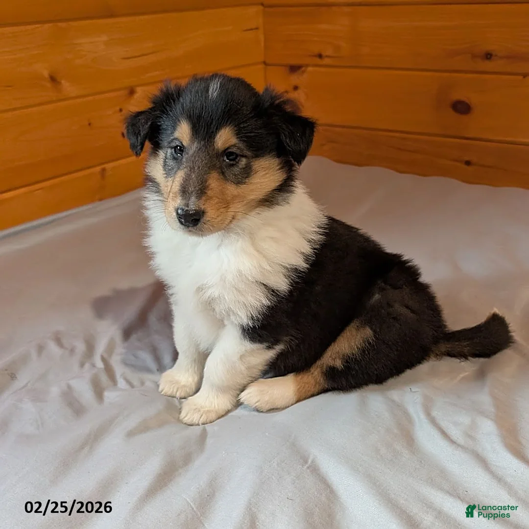 Collie dogs for sale: Tammie - Ad 1