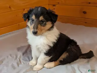 Collie dogs for sale: Tammie - Ad 4