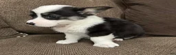 Welsh Corgi Pembroke dogs for sale: Clint - Ad 8