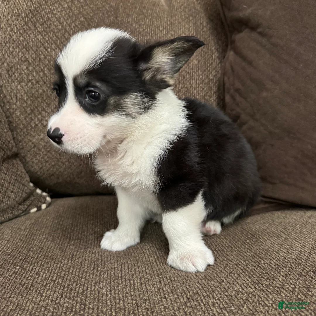 Welsh Corgi Pembroke dogs for sale: Clint - Ad 8