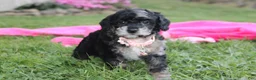 Miniature Poodle dogs for sale:  Bella - Ad 5