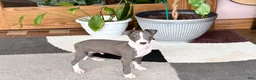 Italian Greyhound dogs for sale: Jerry - Ad 10