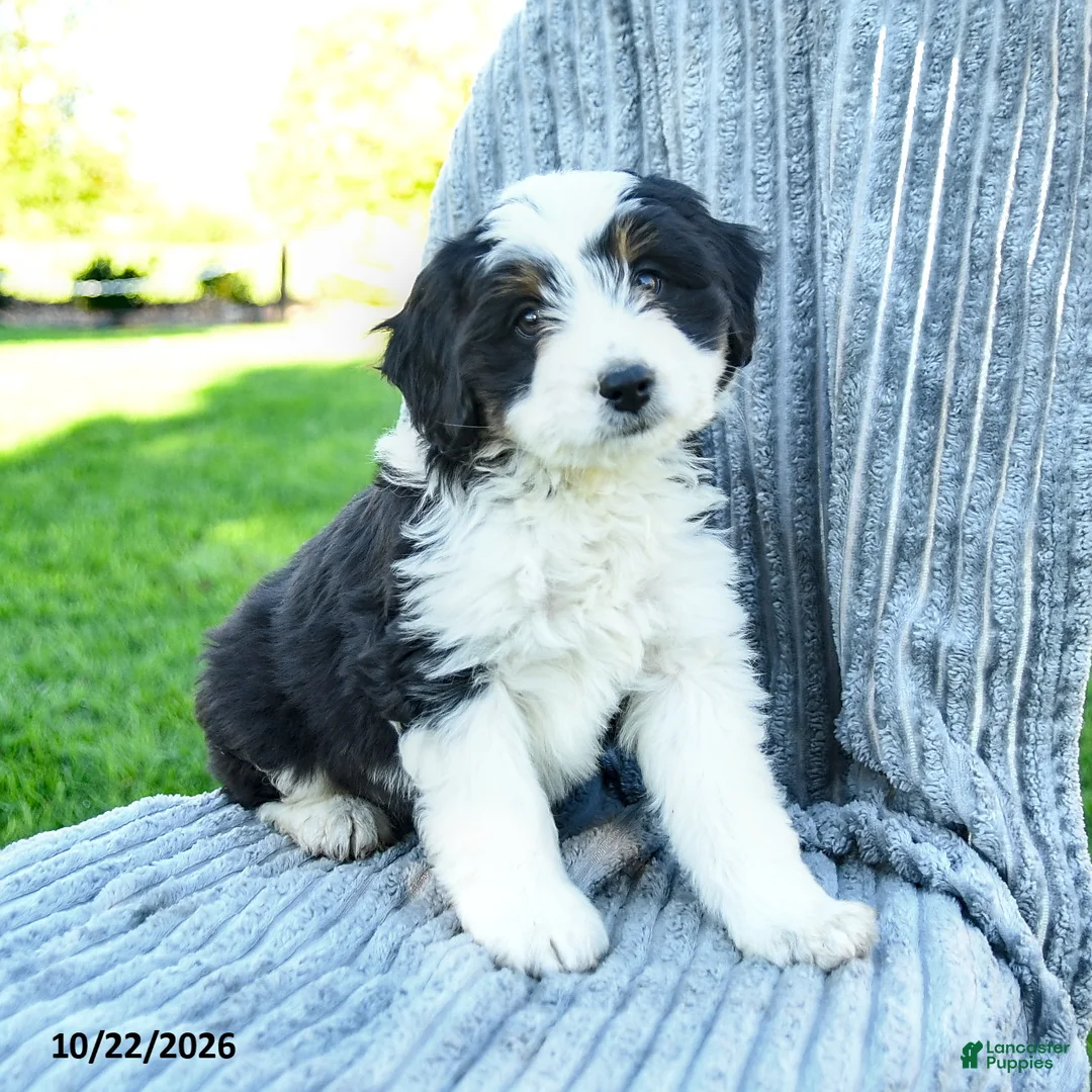 Miniature Australian Shepherd dogs for sale: Molly - Ad 2