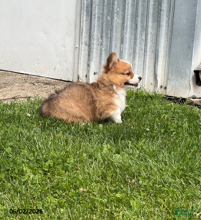 Welsh Corgi Pembroke dogs for sale: Drake - Ad 3