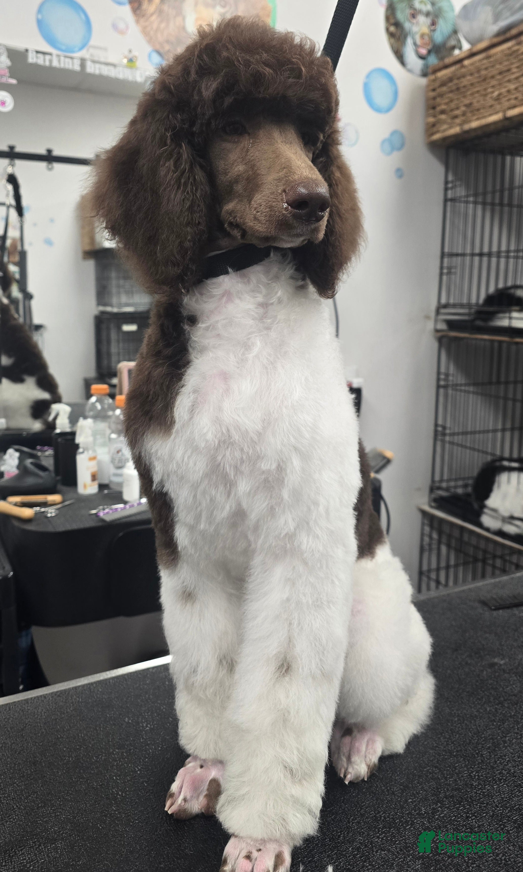 Standard Poodle dogs Cleopatra - Ad 33