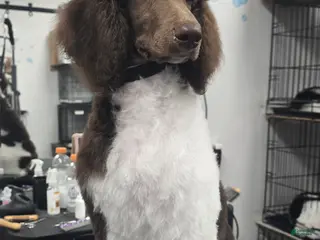Standard Poodle dogs Cleopatra - Ad 7