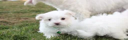 Maltese dogs for sale: Benny  - Ad 10