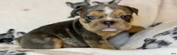 English Bulldog dogs for sale: Versace - Ad 73