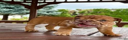 English Bulldog dogs for sale: English Bulldog 3 - Ad 7