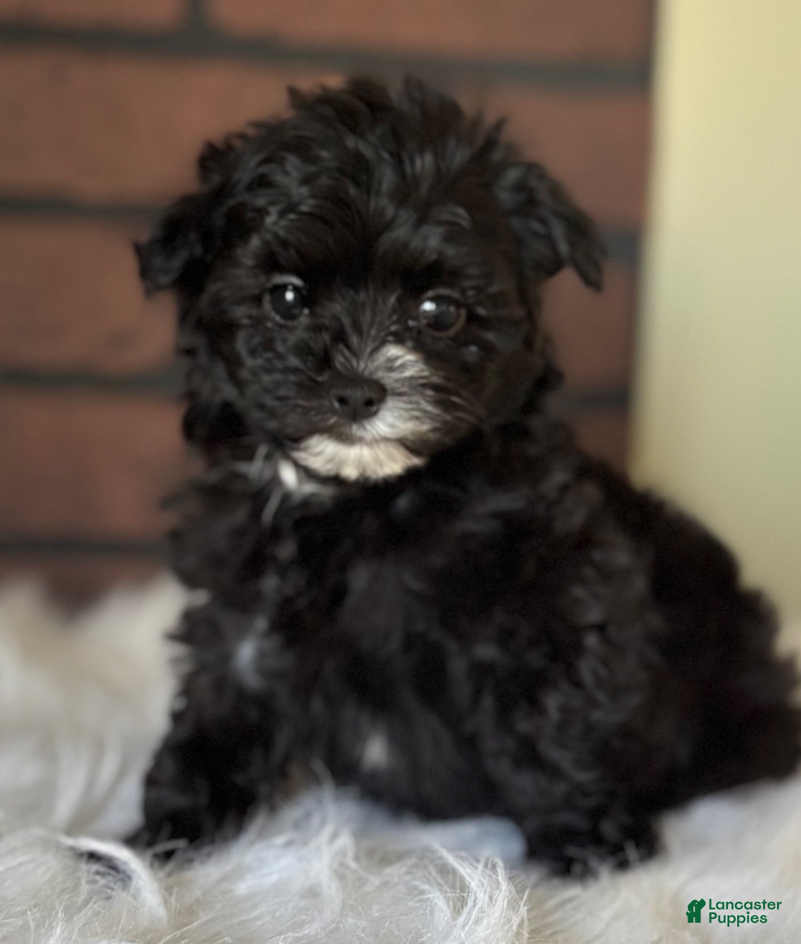 Maltipoo dogs Midnight  - Ad 2