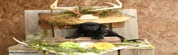 Labrador Retriever dogs for sale: Gunner - Ad 4