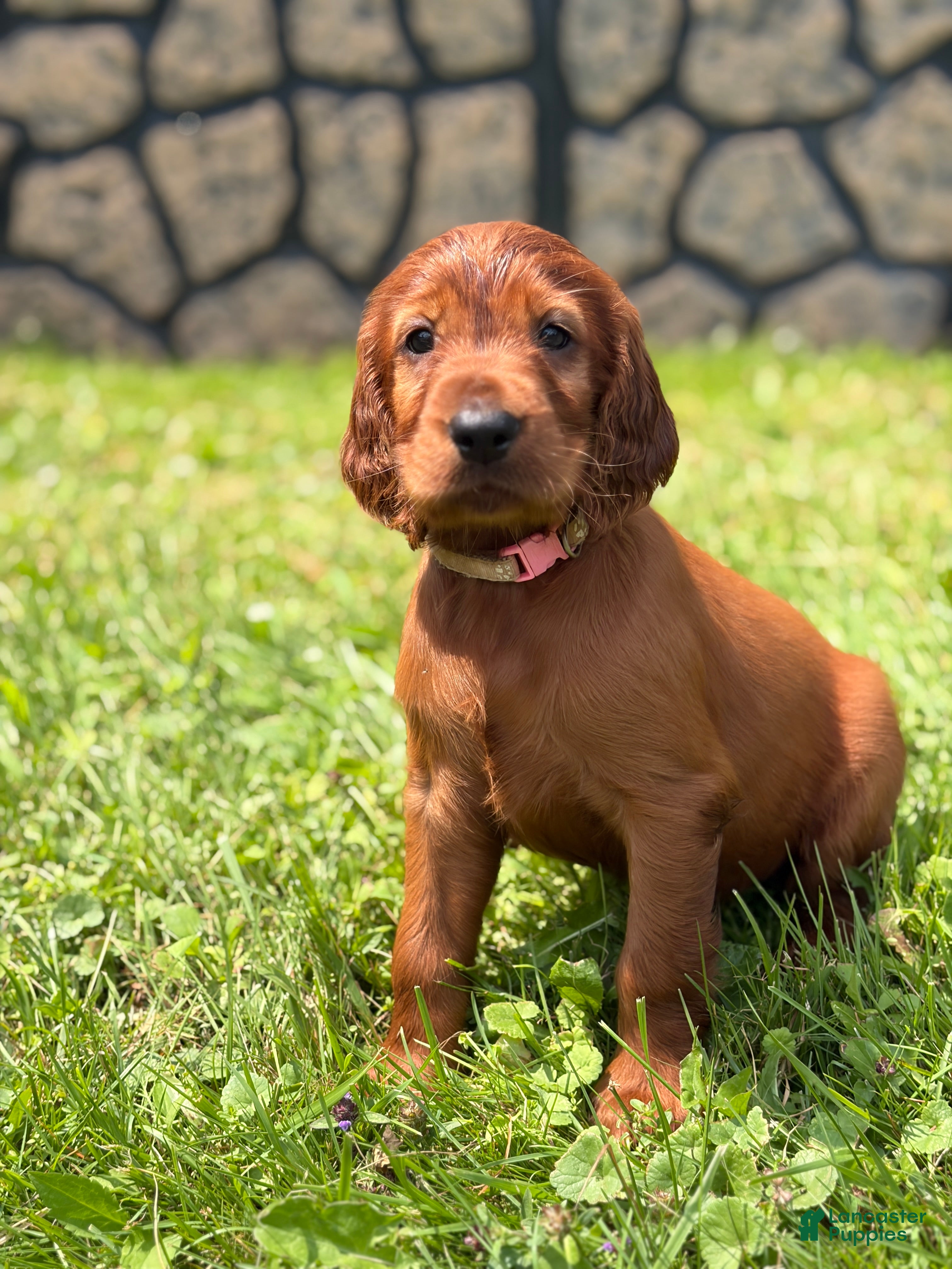 Irish Setter dogs Light pink collar  - Ad 33