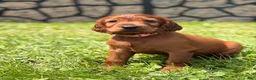 Irish Setter dogs for sale: Light pink collar  - Ad 1