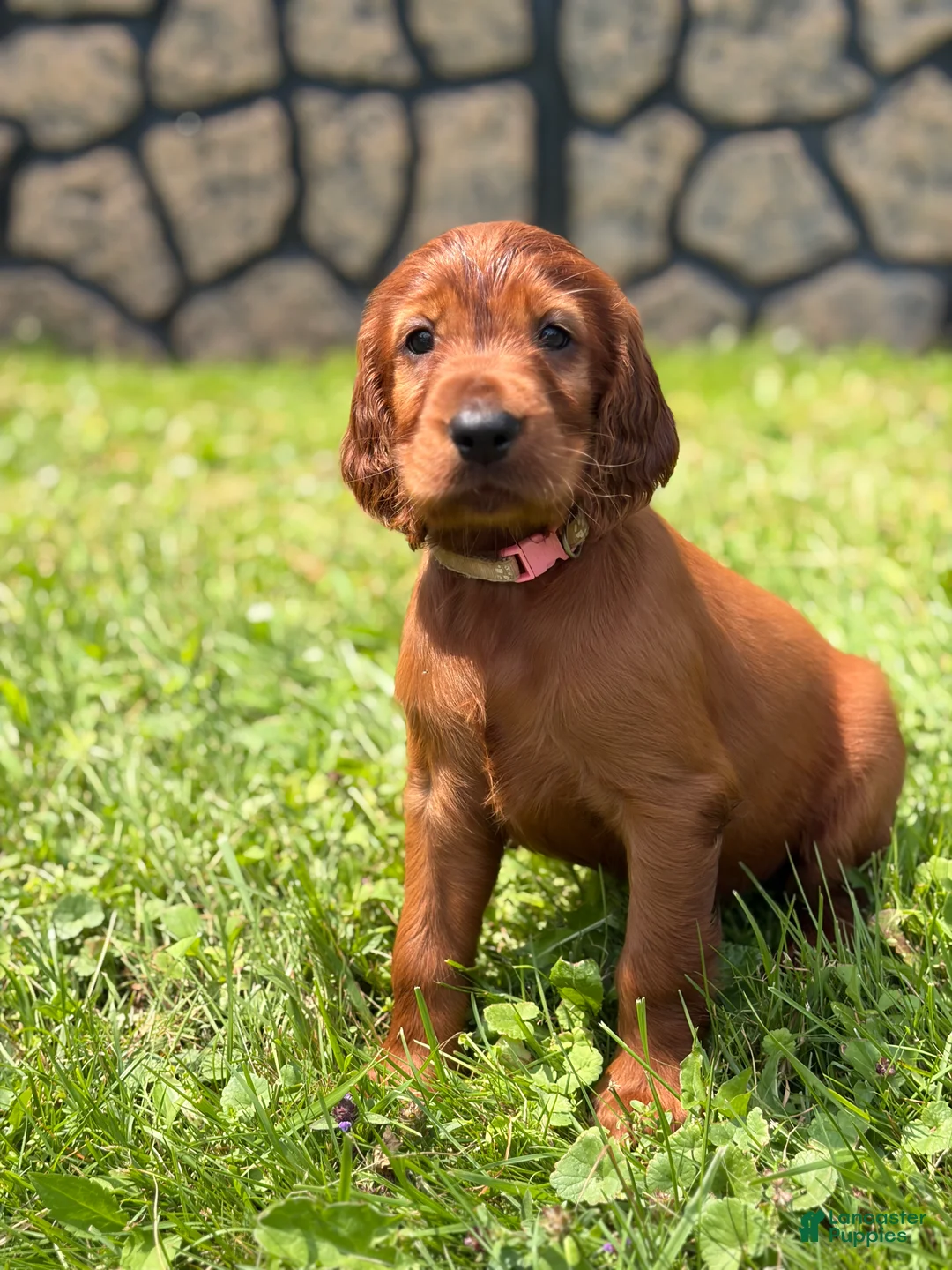 Irish Setter dogs for sale: Light pink collar  - Ad 1