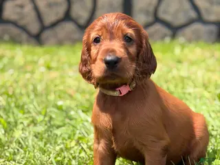 Irish Setter dogs Light pink collar - Ad 33