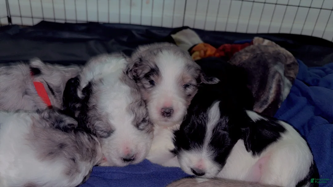 Double Doodle dogs for sale: Purple - Ad 6