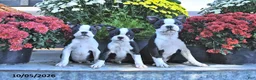Boston Terrier dogs for sale: Harley - Ad 3