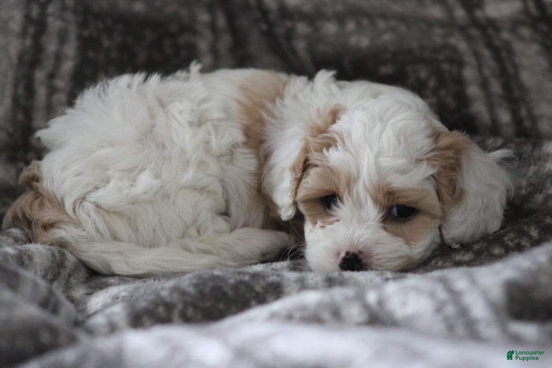 Cavapoo dogs for sale: Theo - Ad 9