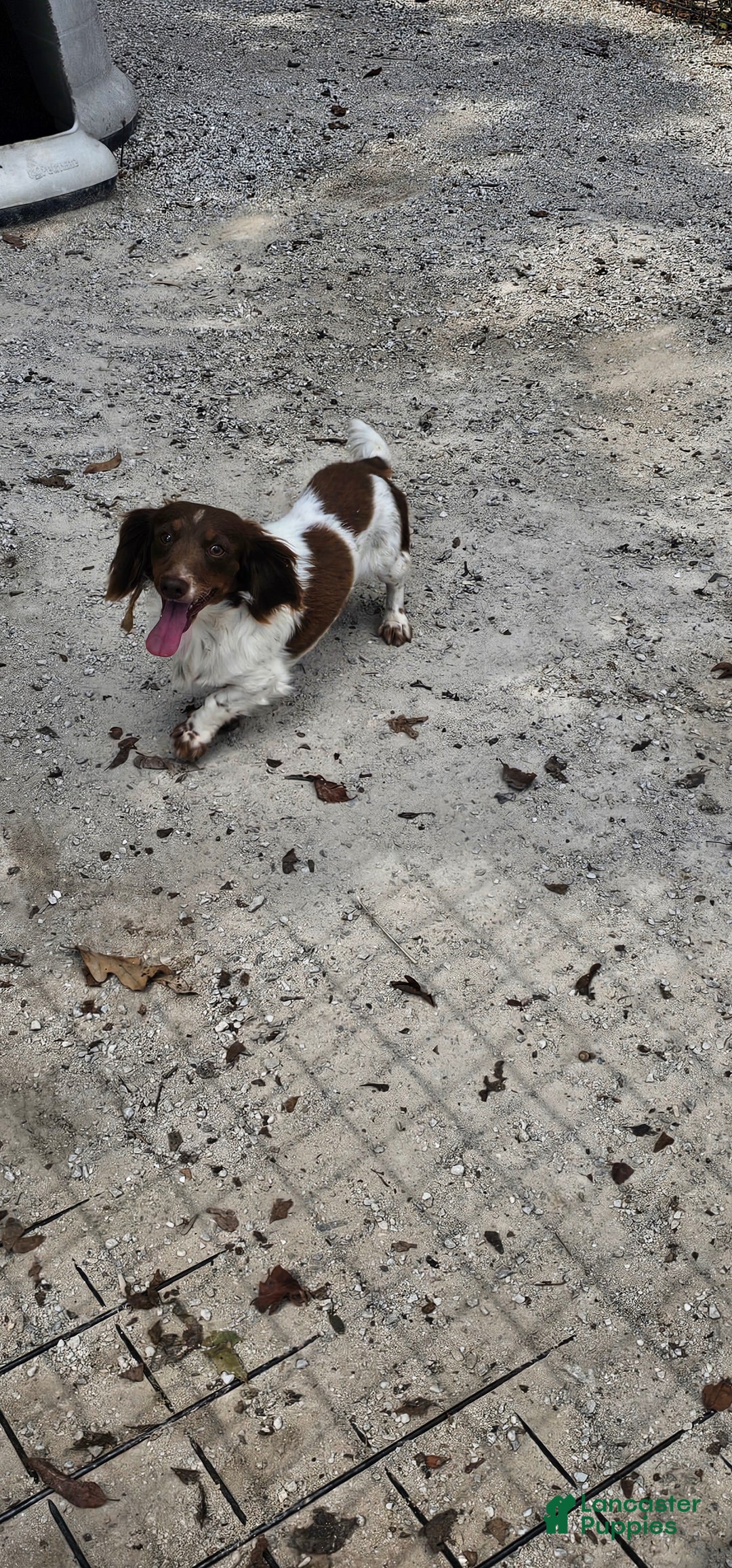 Miniature Dachshund dogs for sale: Sarah Long-haired  - Ad 8