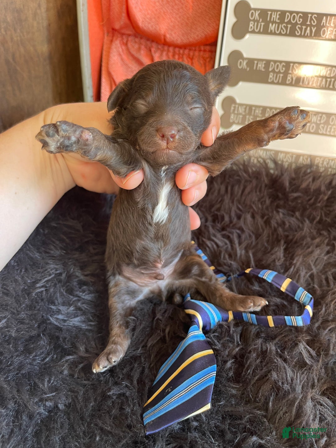 Miniature Poodle dogs for sale: Akc Clear Chocolate Phantom Boy 2 - Ad 14