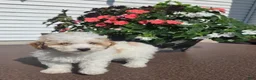 Miniature Poodle dogs for sale: Crystal - Ad 5
