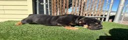 English Bulldog dogs for sale: KINGSTON – Black Tan Tri LOVERBOY in LA, CA. USA Delivery Available! - Ad 6