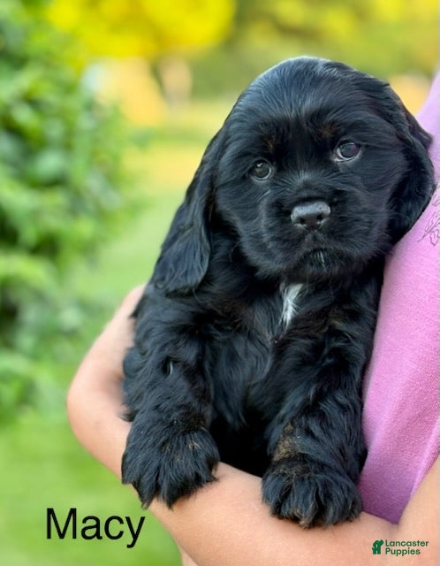 Cocker Spaniel dogs Macy - Ad 9