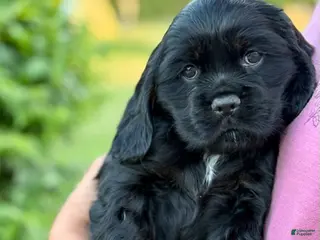 Cocker Spaniel dogs Macy - Ad 9