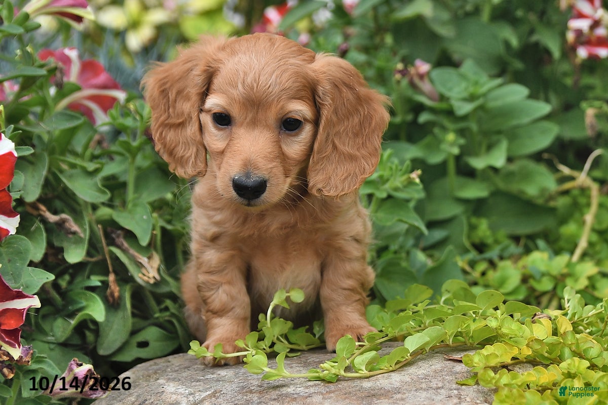 Miniature Dachshund dogs for sale: Pumpkin - Ad 2