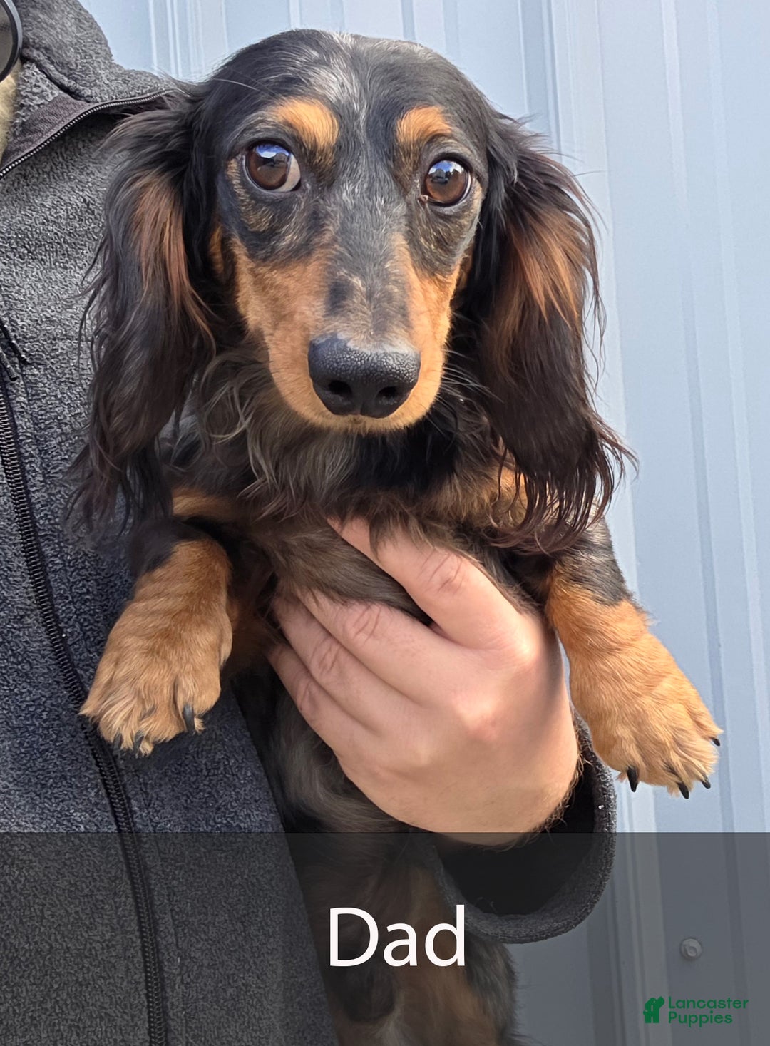 Miniature Dachshund dogs for sale: Harry - Ad 9
