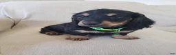 Miniature Dachshund dogs for sale: BILLIE - Ad 2