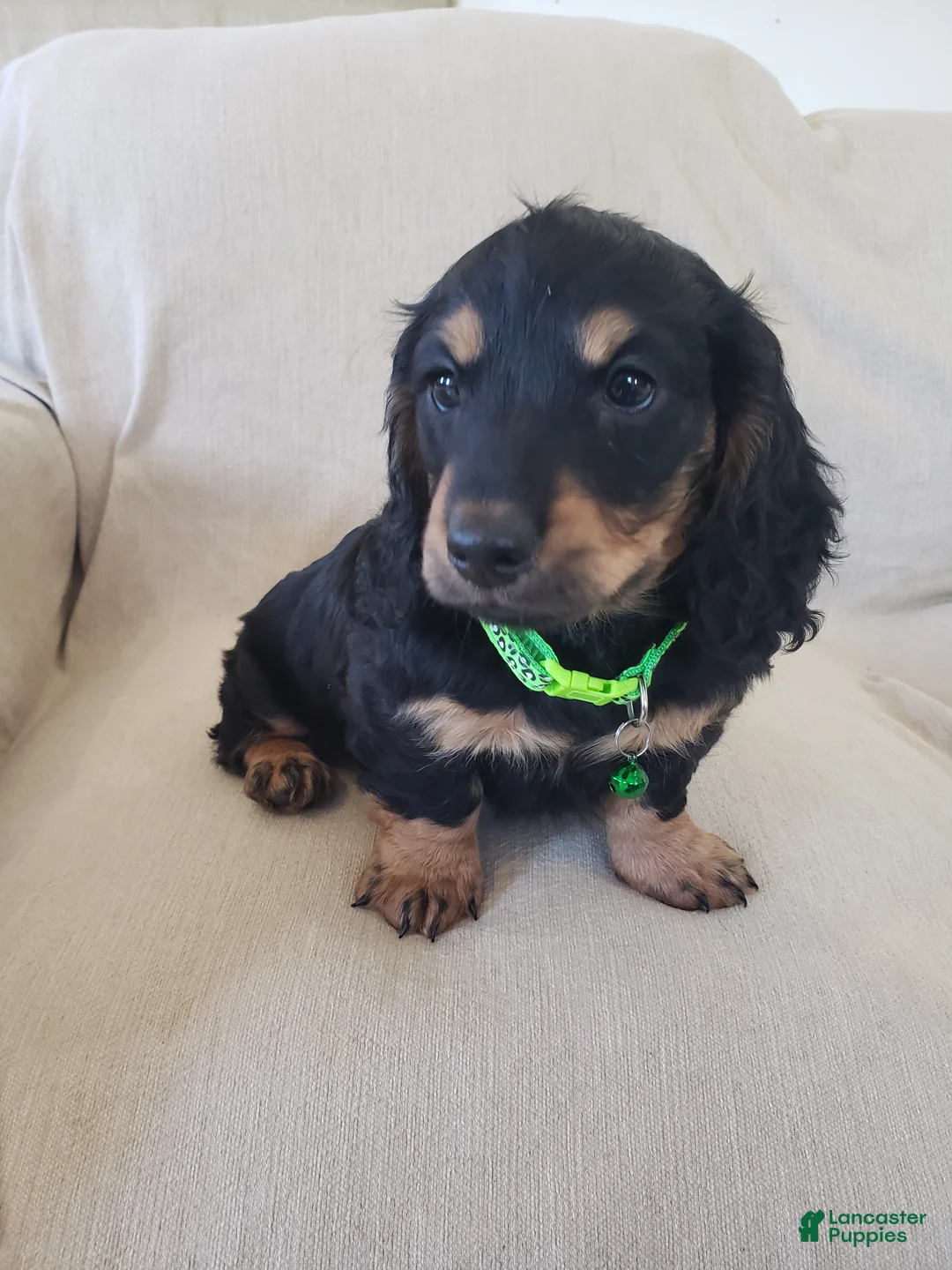 Miniature Dachshund dogs for sale: BILLIE - Ad 2