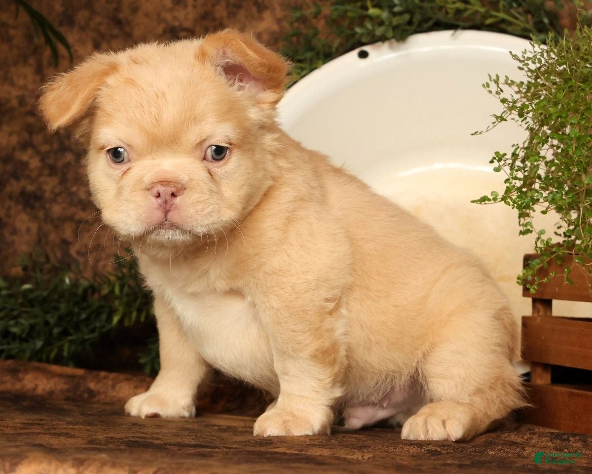 French Bulldog dogs for sale: Danny - Ad 3