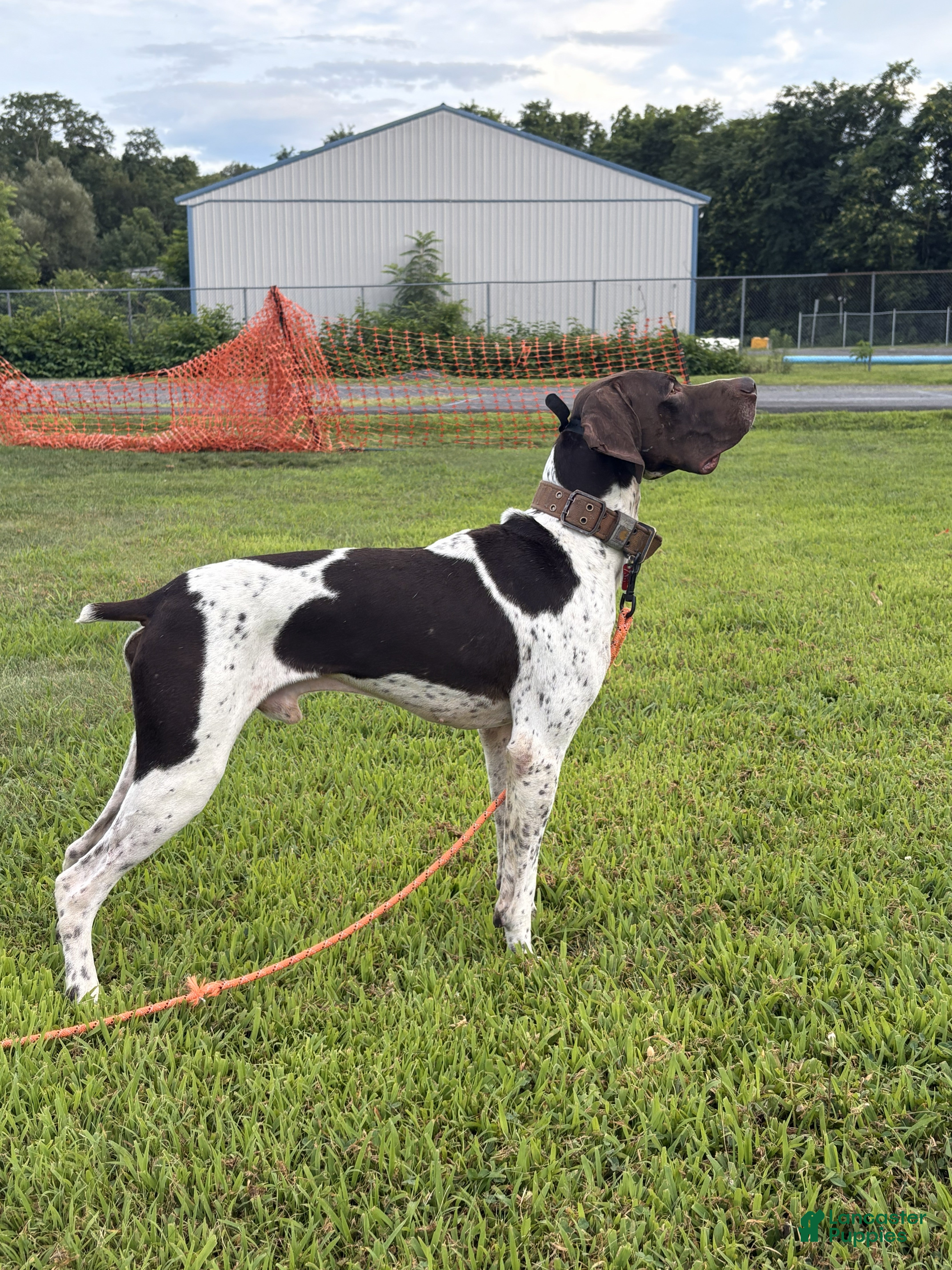 German Shorthaired Pointer dogs Excellent Hunter - Ad 1