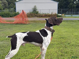 German Shorthaired Pointer dogs Excellent Hunter - Ad 1