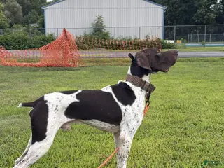 German Shorthaired Pointer dogs Excellent Hunter - Ad 1