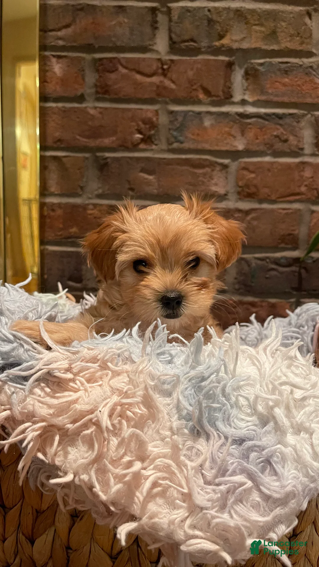 Maltipoo dogs for sale: Maltipoo Puppy 1 - Ad 5