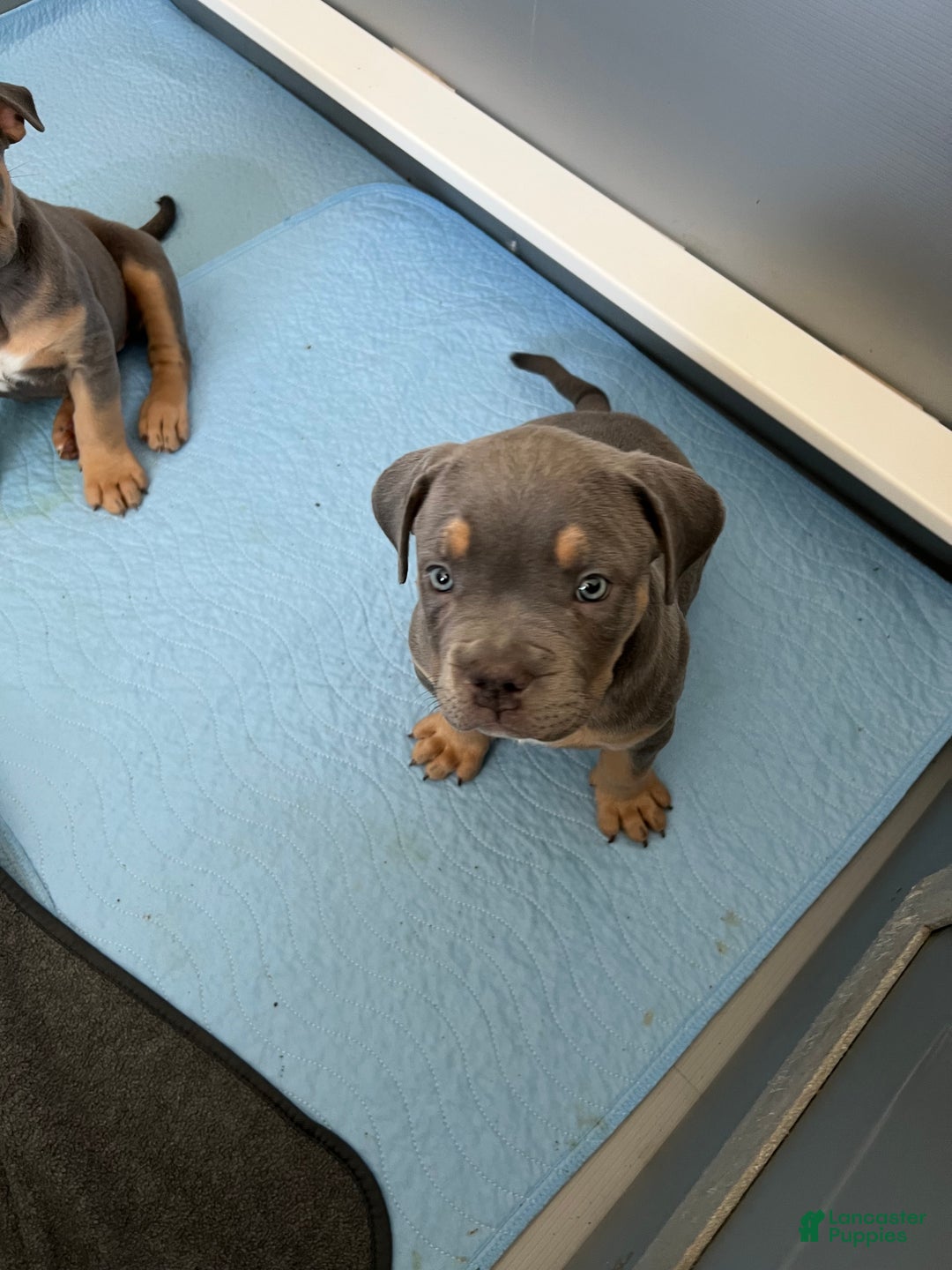 American Bully dogs for sale: Louis - Ad 18