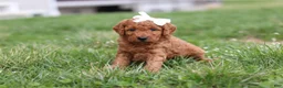 Mini Goldendoodle dogs for sale: Tasha - Ad 9