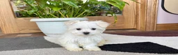 Maltese dogs for sale: Shellie - Ad 5