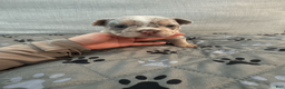 Mixed Breed dogs for sale: Black Merle Split Face, Micro Bully Female - Ad 13