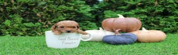 Toy Poodle dogs for sale: AKC Ezra(tiny) - Ad 6
