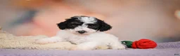 Maltipoo dogs for sale: Carter - Ad 7