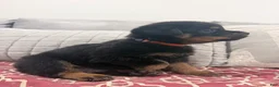 Rottweiler dogs for sale: Orange color male - Ad 3