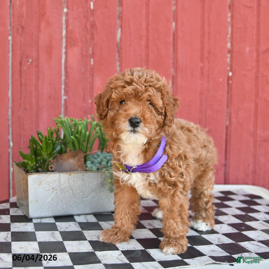 Toy Poodle dogs for sale: Summer  - Ad 2