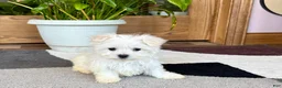 Maltese dogs for sale: Shellie - Ad 6