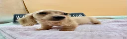 Miniature Dachshund dogs for sale: South African AKC  - Ad 7